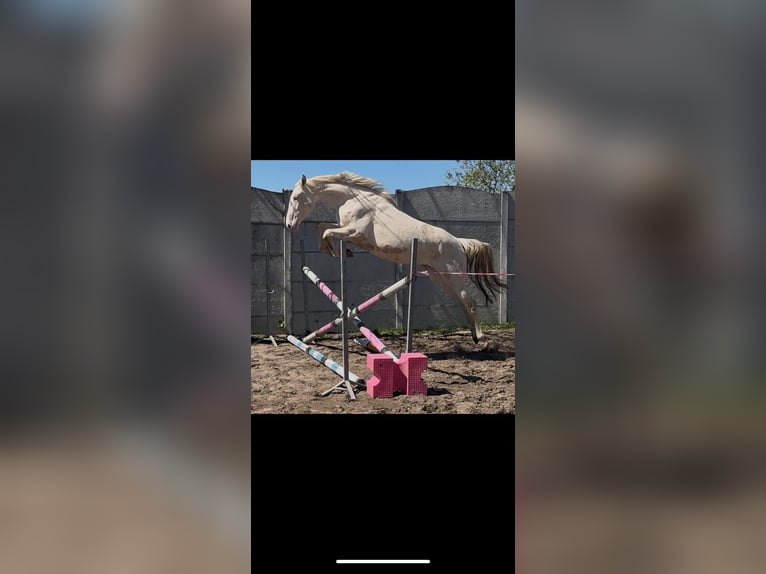 Cavallo sportivo polacco Giumenta 13 Anni 167 cm Pelle di daino in Piecowice