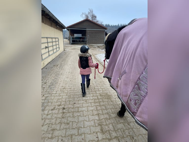 Cavallo sportivo polacco Giumenta 14 Anni 174 cm Morello in Bad Abbach
