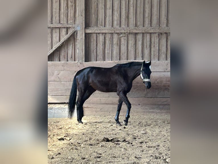 Cavallo sportivo polacco Giumenta 14 Anni 174 cm Morello in Bad Abbach