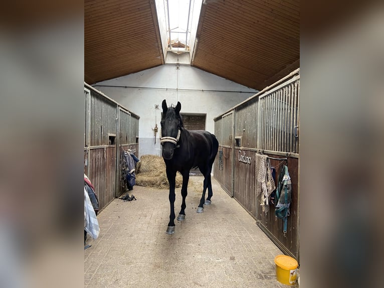 Cavallo sportivo polacco Giumenta 14 Anni 174 cm Morello in Bad Abbach