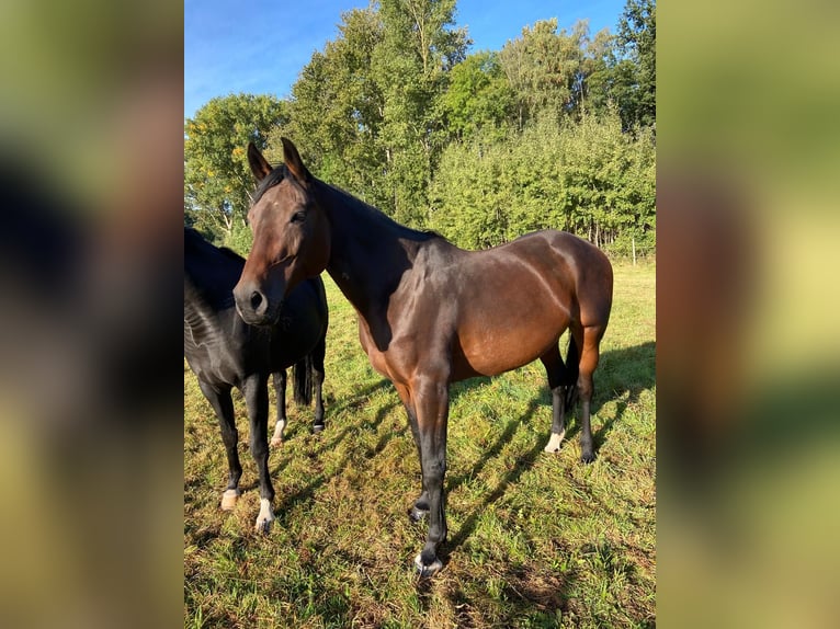 Cavallo sportivo polacco Giumenta 15 Anni 168 cm Baio scuro in Westerkappeln