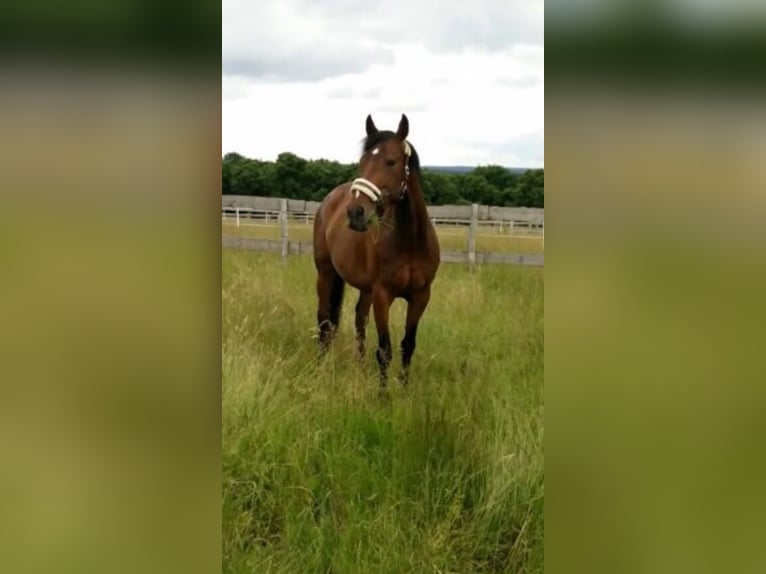 Cavallo sportivo polacco Giumenta 15 Anni 170 cm Baio in Weimar