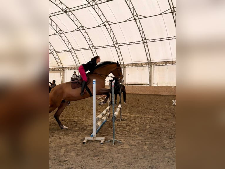 Cavallo sportivo polacco Giumenta 15 Anni 170 cm Baio ciliegia in Beograd