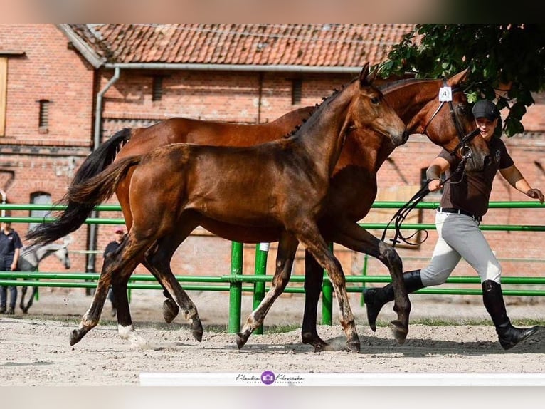 Cavallo sportivo polacco Giumenta 16 Anni 170 cm Baio scuro in Gdańsk
