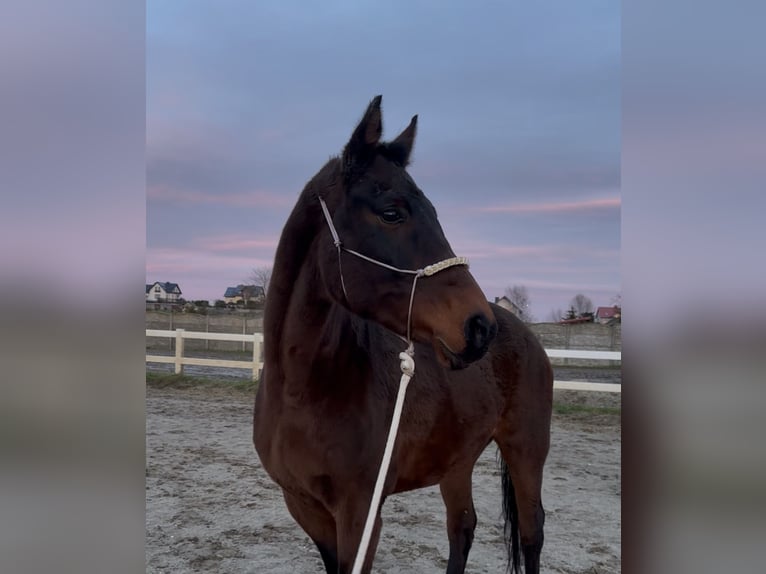 Cavallo sportivo polacco Giumenta 16 Anni 170 cm Baio scuro in Gdańsk