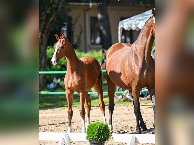 Cavallo sportivo polacco Giumenta 16 Anni 170 cm Baio scuro in Gdańsk