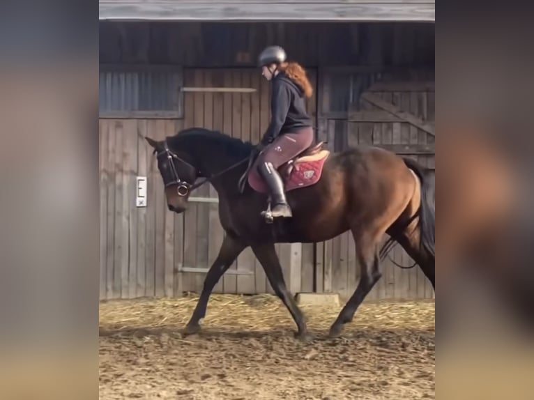 Cavallo sportivo polacco Giumenta 16 Anni 170 cm Baio scuro in Gdańsk