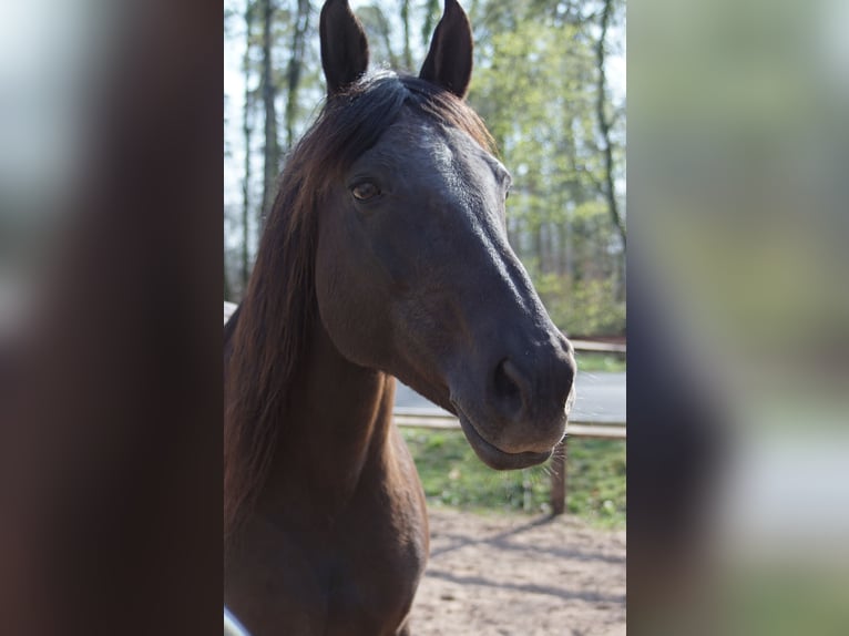 Cavallo sportivo polacco Giumenta 18 Anni 153 cm Baio nero in Dreieich