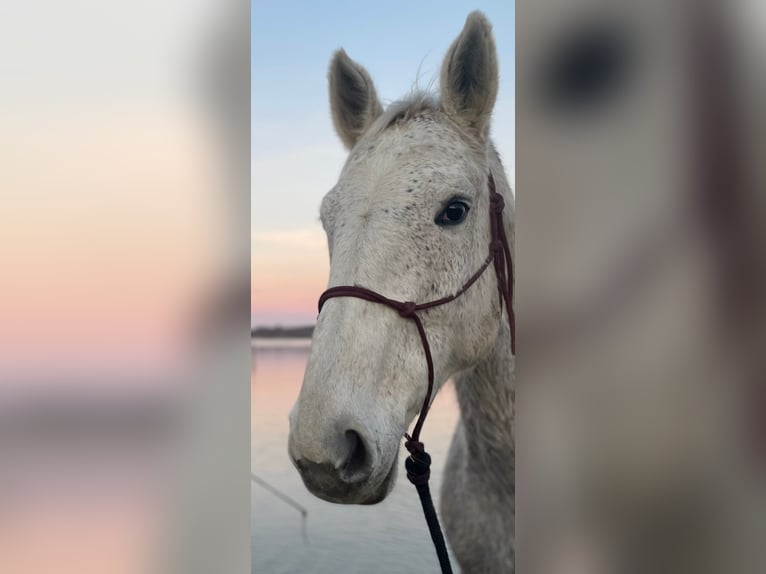 Cavallo sportivo polacco Giumenta 18 Anni 168 cm Grigio in Dießen am Ammersee