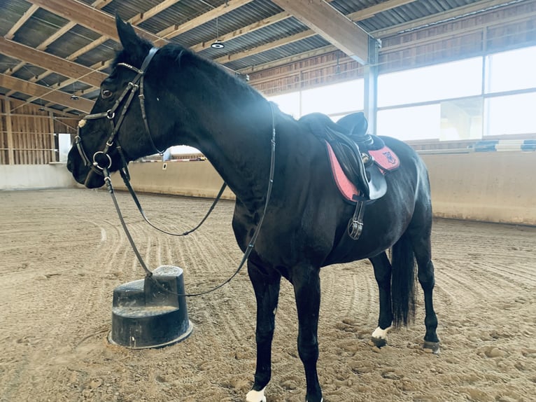 Cavallo sportivo polacco Giumenta 18 Anni 169 cm Morello in Neckarbischofsheim