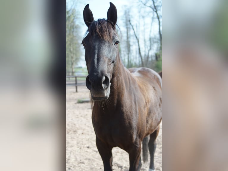 Cavallo sportivo polacco Giumenta 19 Anni 153 cm Baio nero in Dreieich