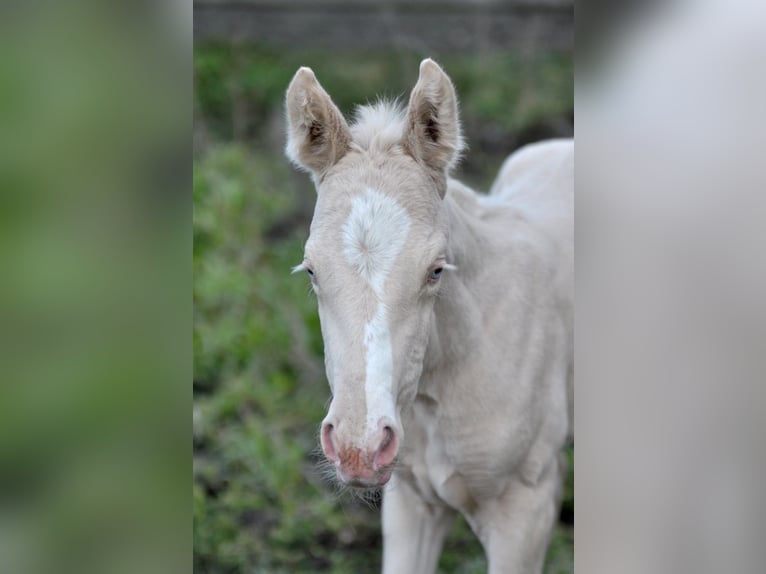 Cavallo sportivo polacco Giumenta 1 Anno 165 cm Cremello in Piecowice