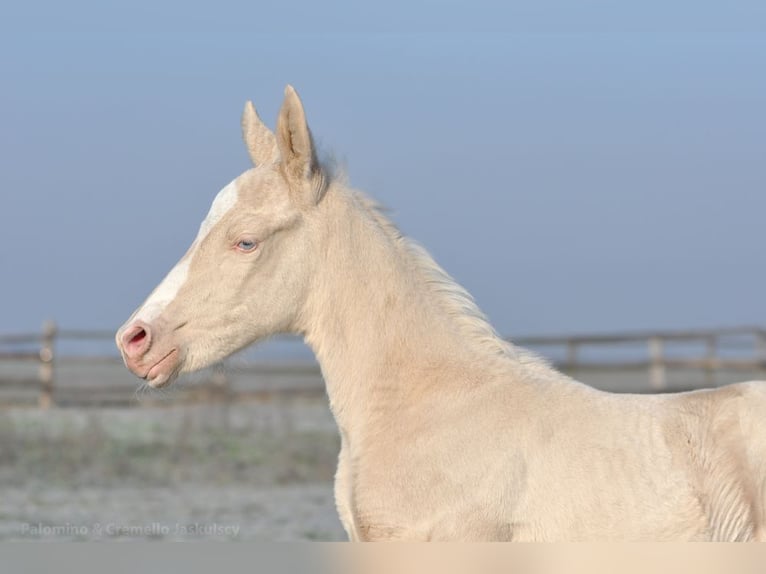 Cavallo sportivo polacco Giumenta 1 Anno 165 cm Cremello in Piecowice