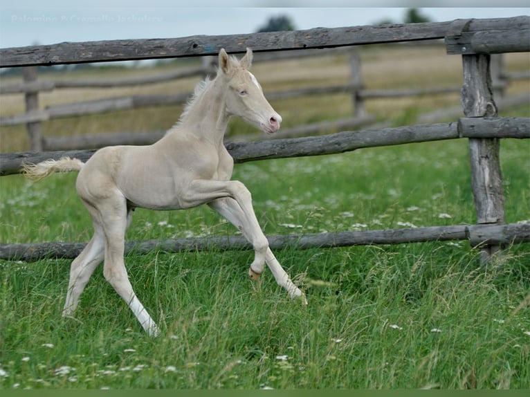Cavallo sportivo polacco Giumenta 1 Anno 166 cm Cremello in Piecowice