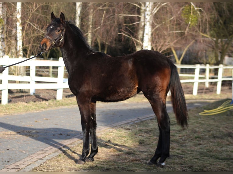 Cavallo sportivo polacco Giumenta 1 Anno 167 cm Baio scuro in Santok