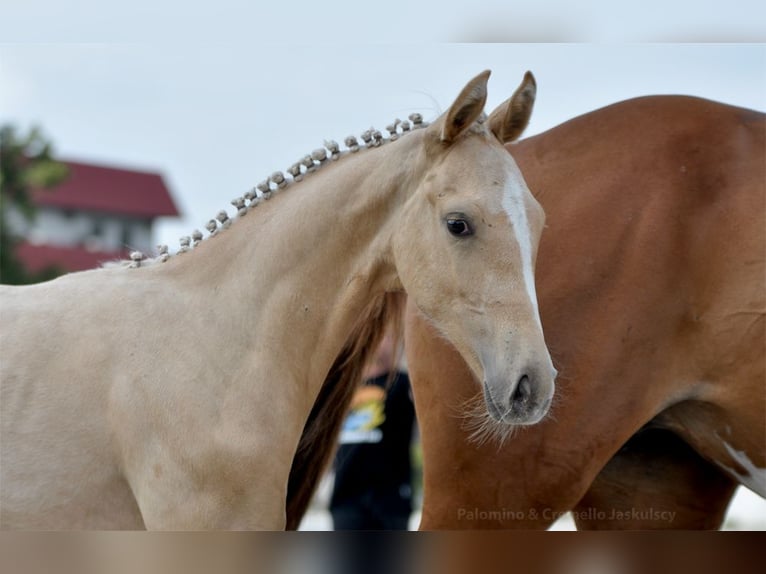 Cavallo sportivo polacco Giumenta 1 Anno 167 cm Palomino in Piecowice