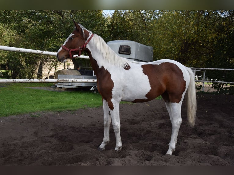 Cavallo sportivo polacco Giumenta 1 Anno 170 cm Pezzato in Chełmno
