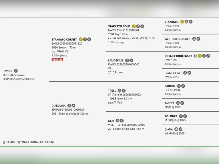 Cavallo sportivo polacco Giumenta 1 Anno 175 cm Baio in Chełmno