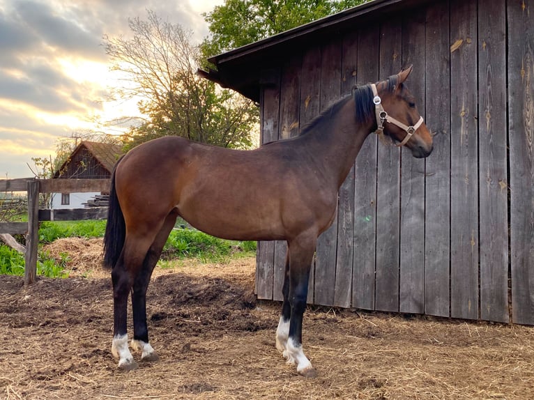 Cavallo sportivo polacco Giumenta 1 Anno Baio in Rossosz