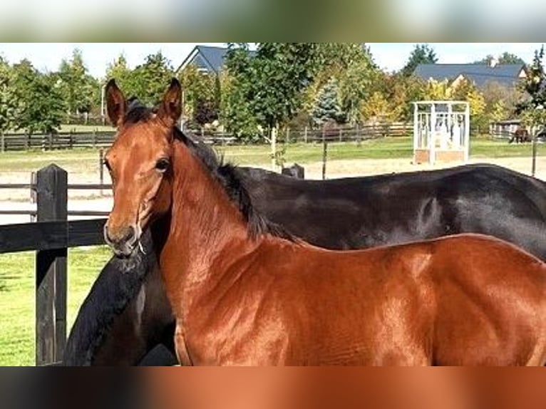 Cavallo sportivo polacco Giumenta 1 Anno Baio in Serock
