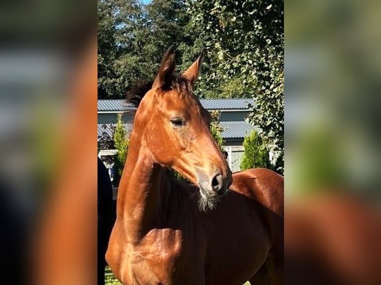 Cavallo sportivo polacco Giumenta 1 Anno in Serock