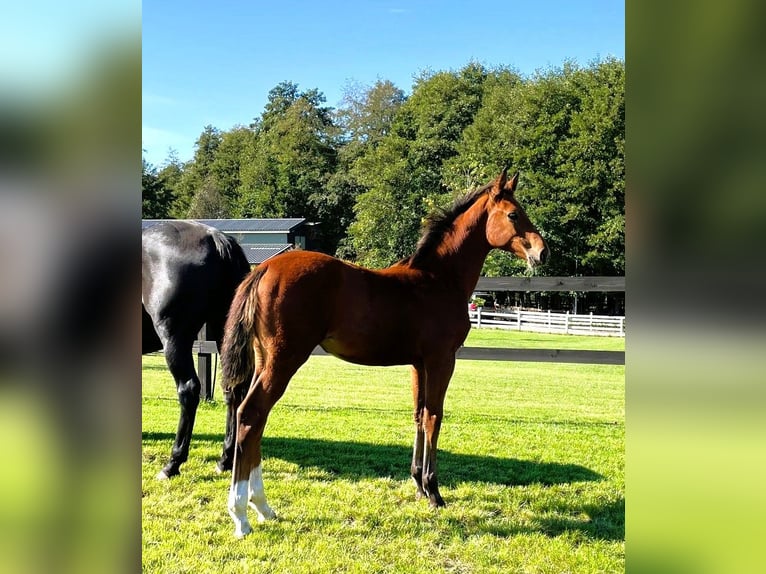 Cavallo sportivo polacco Giumenta 1 Anno in Serock