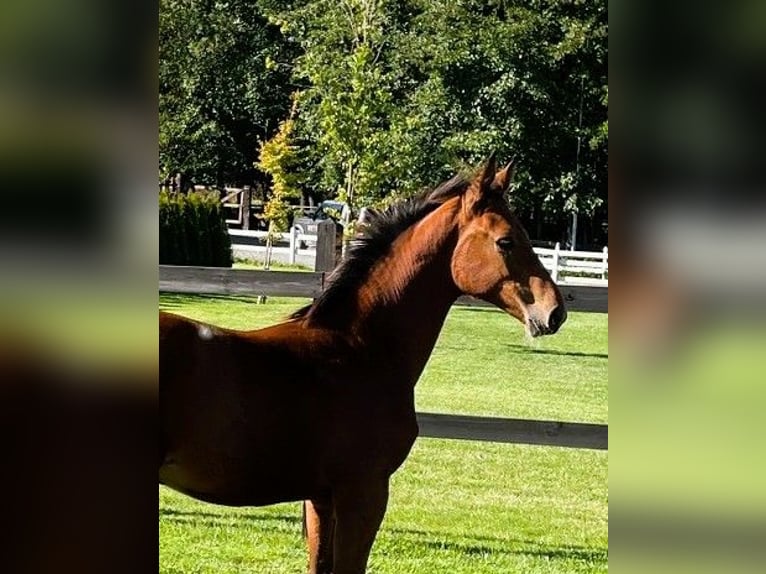 Cavallo sportivo polacco Giumenta 1 Anno in Serock