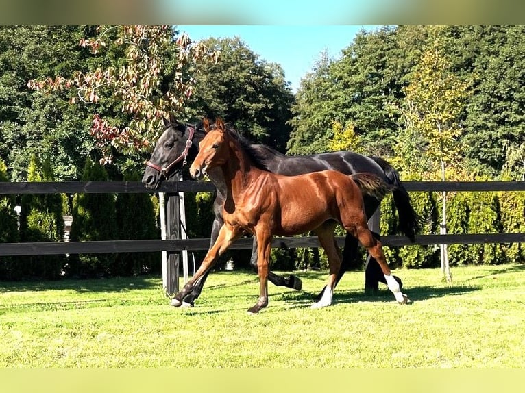 Cavallo sportivo polacco Giumenta 1 Anno in Serock
