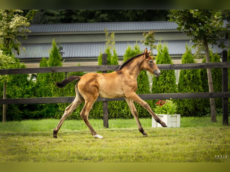 Cavallo sportivo polacco Giumenta 1 Anno Grigio in Serock
