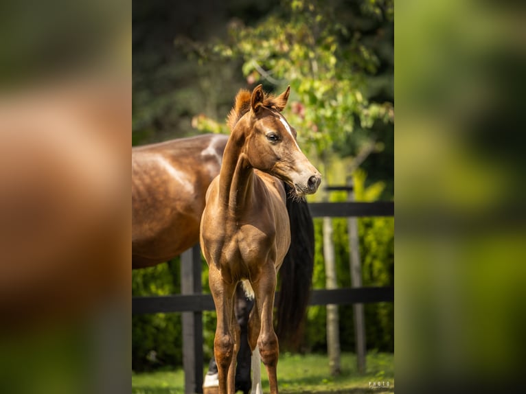 Cavallo sportivo polacco Giumenta 1 Anno Sauro in Serock