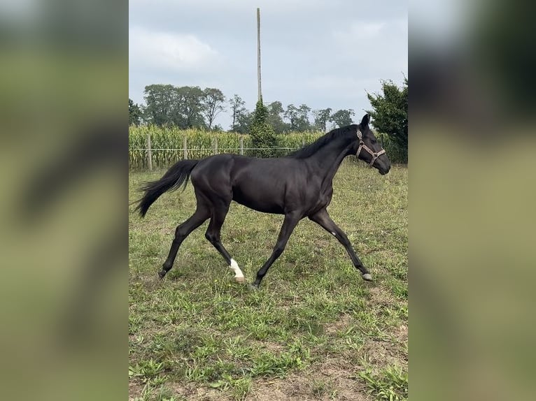 Cavallo sportivo polacco Giumenta 2 Anni 145 cm Morello in Kochowo