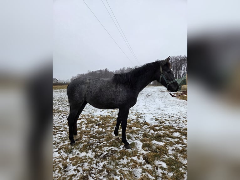 Cavallo sportivo polacco Giumenta 2 Anni 160 cm Grigio in Brzeźno