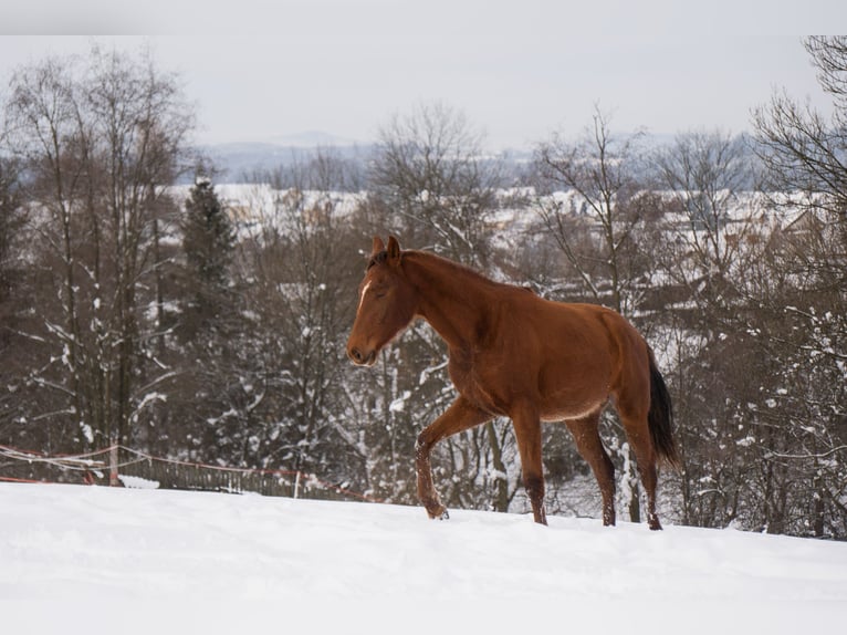 Cavallo sportivo polacco Giumenta 2 Anni 165 cm Sauro in Rabka-Zdrój
