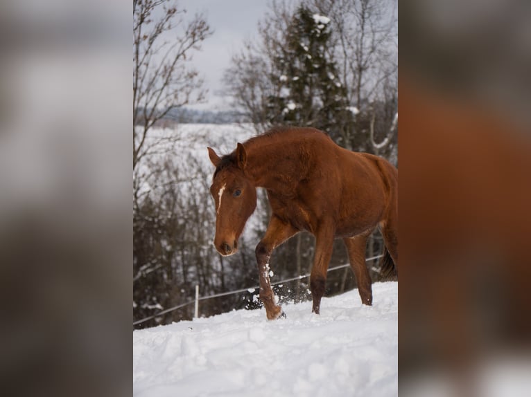 Cavallo sportivo polacco Giumenta 2 Anni 165 cm Sauro in Rabka-Zdrój