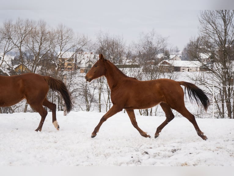 Cavallo sportivo polacco Giumenta 2 Anni 165 cm Sauro in Rabka-Zdrój