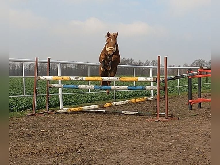 Cavallo sportivo polacco Giumenta 3 Anni 148 cm Sauro in Wielgie