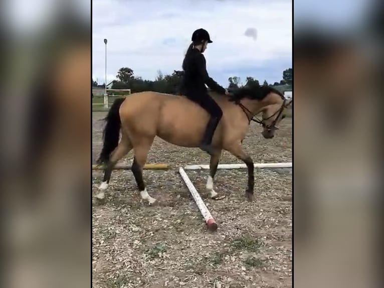 Cavallo sportivo polacco Giumenta 3 Anni 155 cm Pelle di daino in Erp