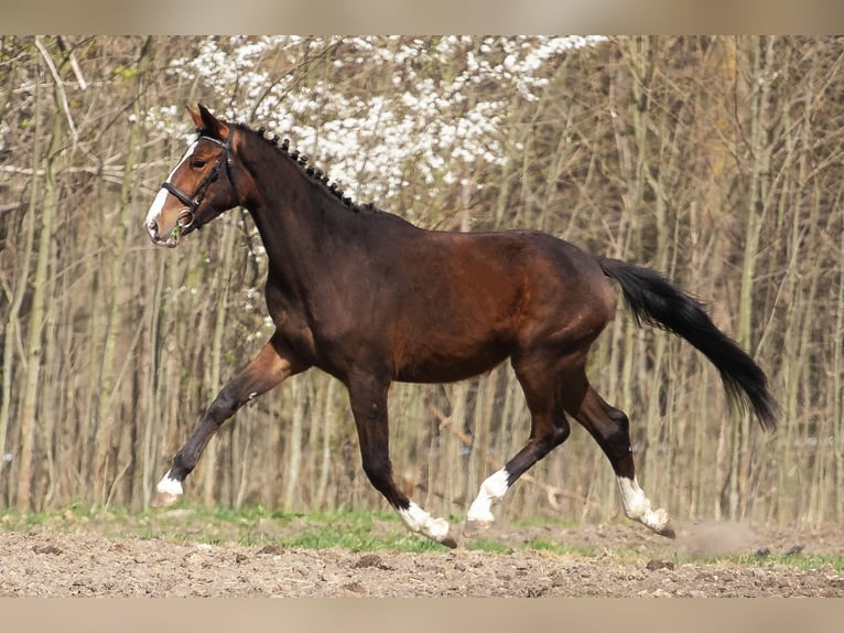 Cavallo sportivo polacco Giumenta 3 Anni 162 cm Baio in Elbląg