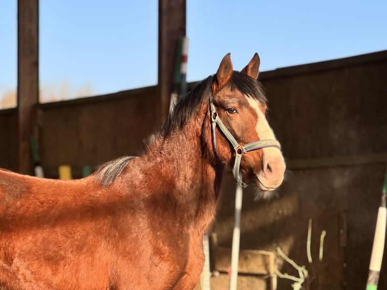 Cavallo sportivo polacco Giumenta 3 Anni 162 cm Baio in Elbląg