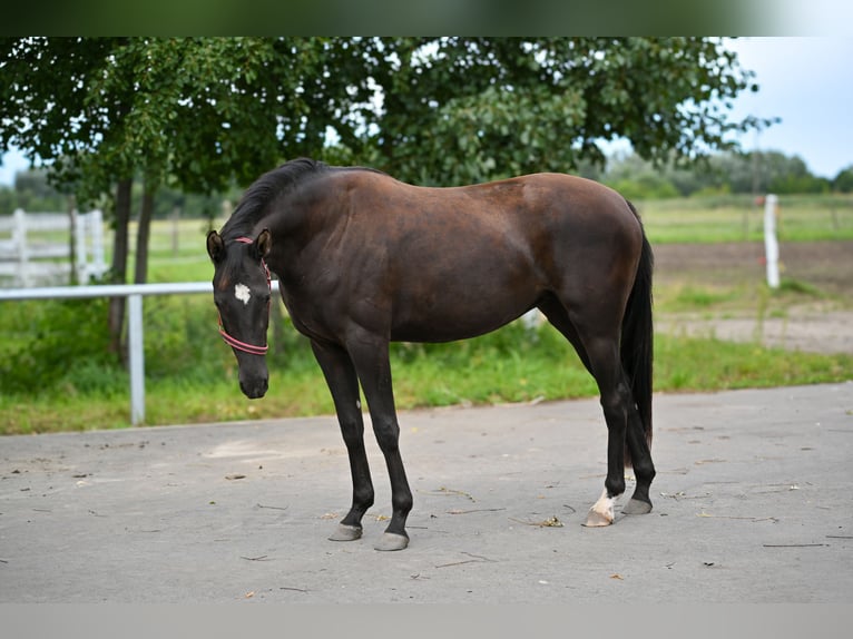 Cavallo sportivo polacco Giumenta 3 Anni 162 cm Morello in Deszczno
