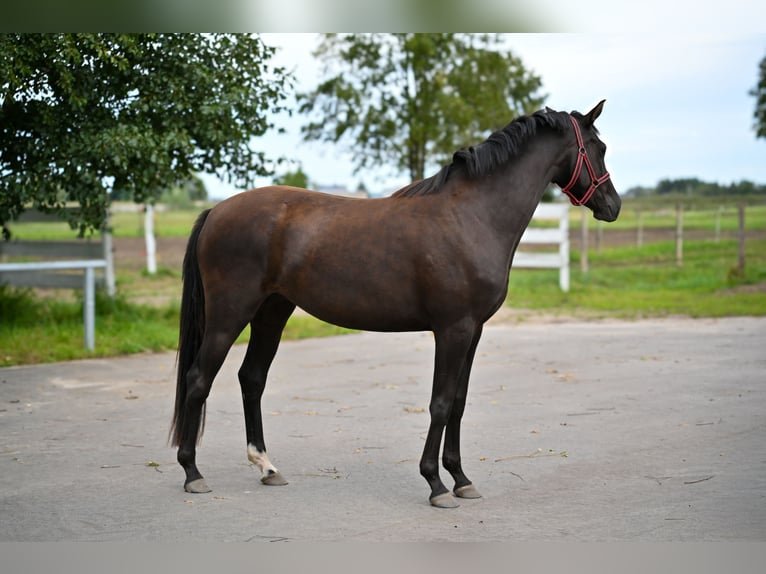 Cavallo sportivo polacco Giumenta 3 Anni 162 cm Morello in Deszczno