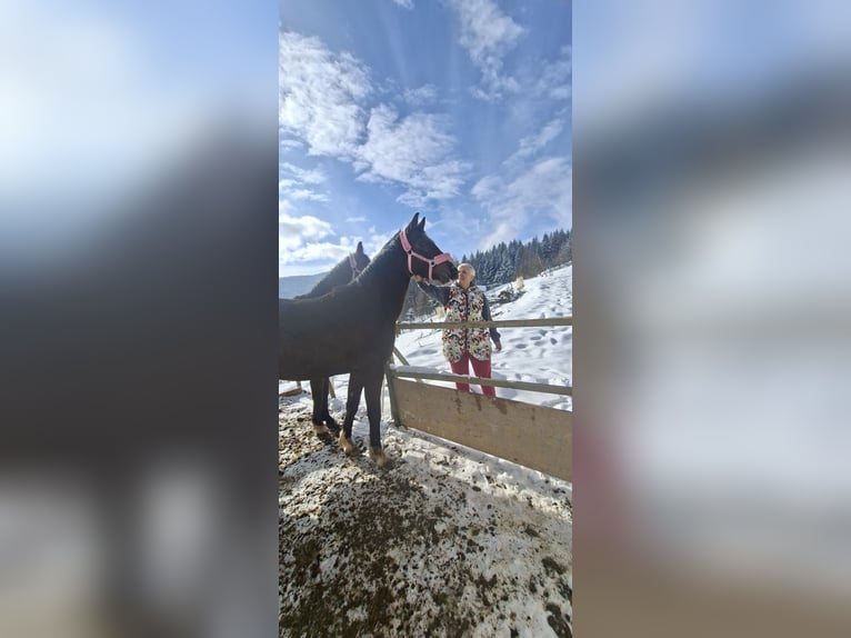 Cavallo sportivo polacco Giumenta 3 Anni 163 cm Baio in Szczawa