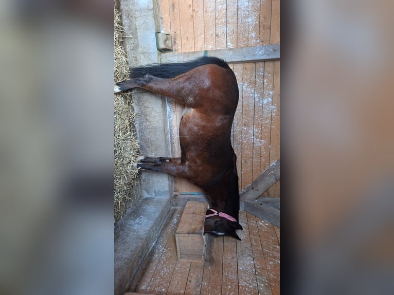 Cavallo sportivo polacco Giumenta 3 Anni 163 cm Baio in Szczawa