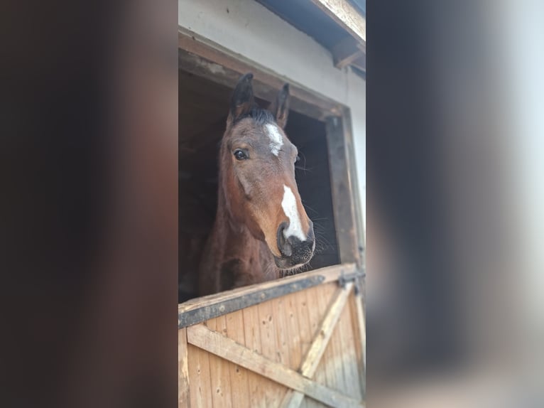 Cavallo sportivo polacco Giumenta 3 Anni 163 cm Baio in Szczawa