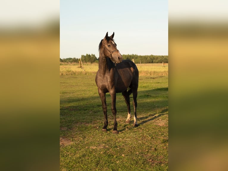 Cavallo sportivo polacco Giumenta 3 Anni 166 cm Grigio in Barlinek