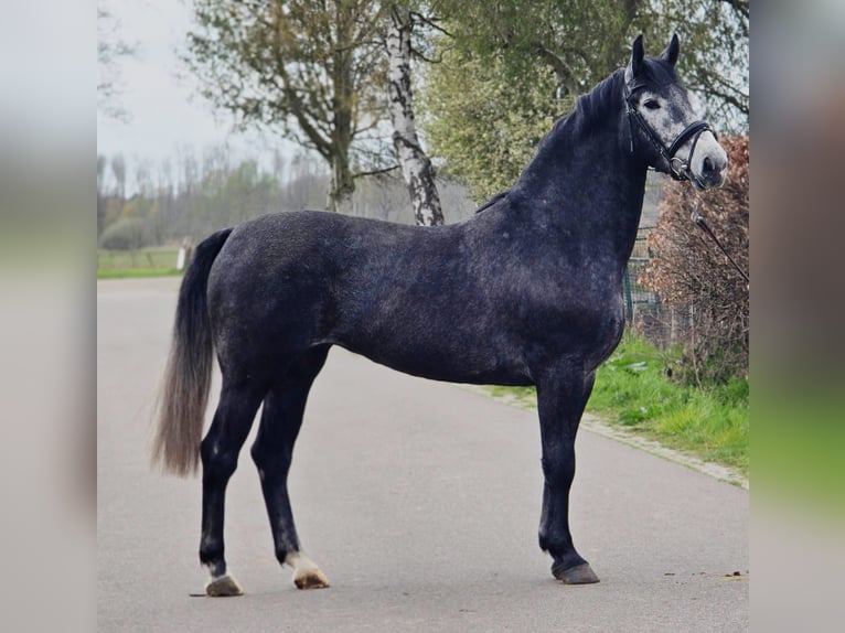 Cavallo sportivo polacco Giumenta 3 Anni 167 cm Grigio ferro in Someren