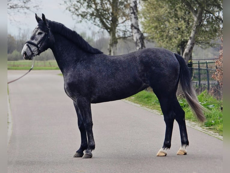 Cavallo sportivo polacco Giumenta 3 Anni 167 cm Grigio ferro in Someren