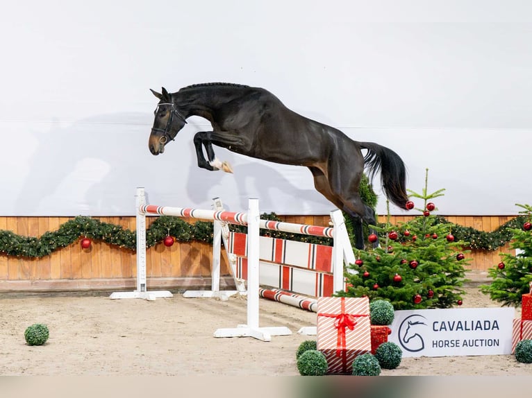 Cavallo sportivo polacco Giumenta 3 Anni Baio nero in Pozna&#x144;