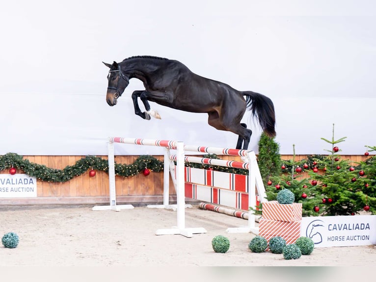 Cavallo sportivo polacco Giumenta 3 Anni Baio nero in Pozna&#x144;