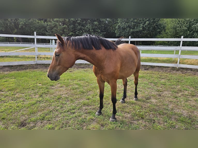 Cavallo sportivo polacco Giumenta 4 Anni 155 cm Baio ciliegia in Młodzieszyn